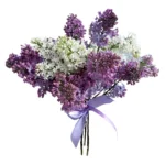 Букет из белой и фиолетовой сирени