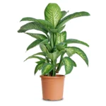 Диффенбахия горшечная
