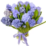 Гиацинты синие