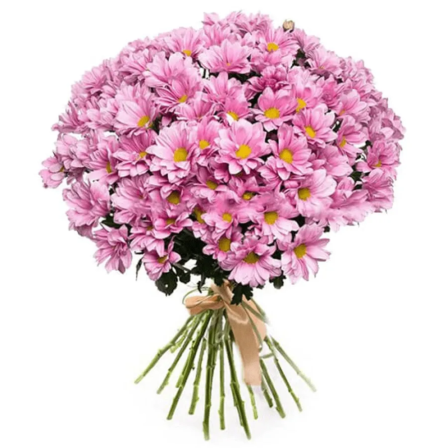 Хризантемы ромашковые розовые